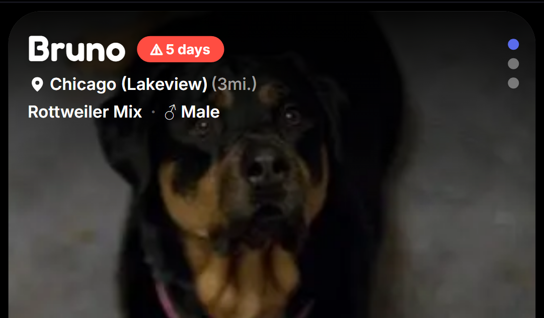 Floofer mobile app showing an adoptable dog profile